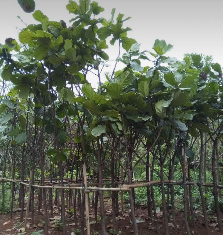 Pohon lohansung 085940806961