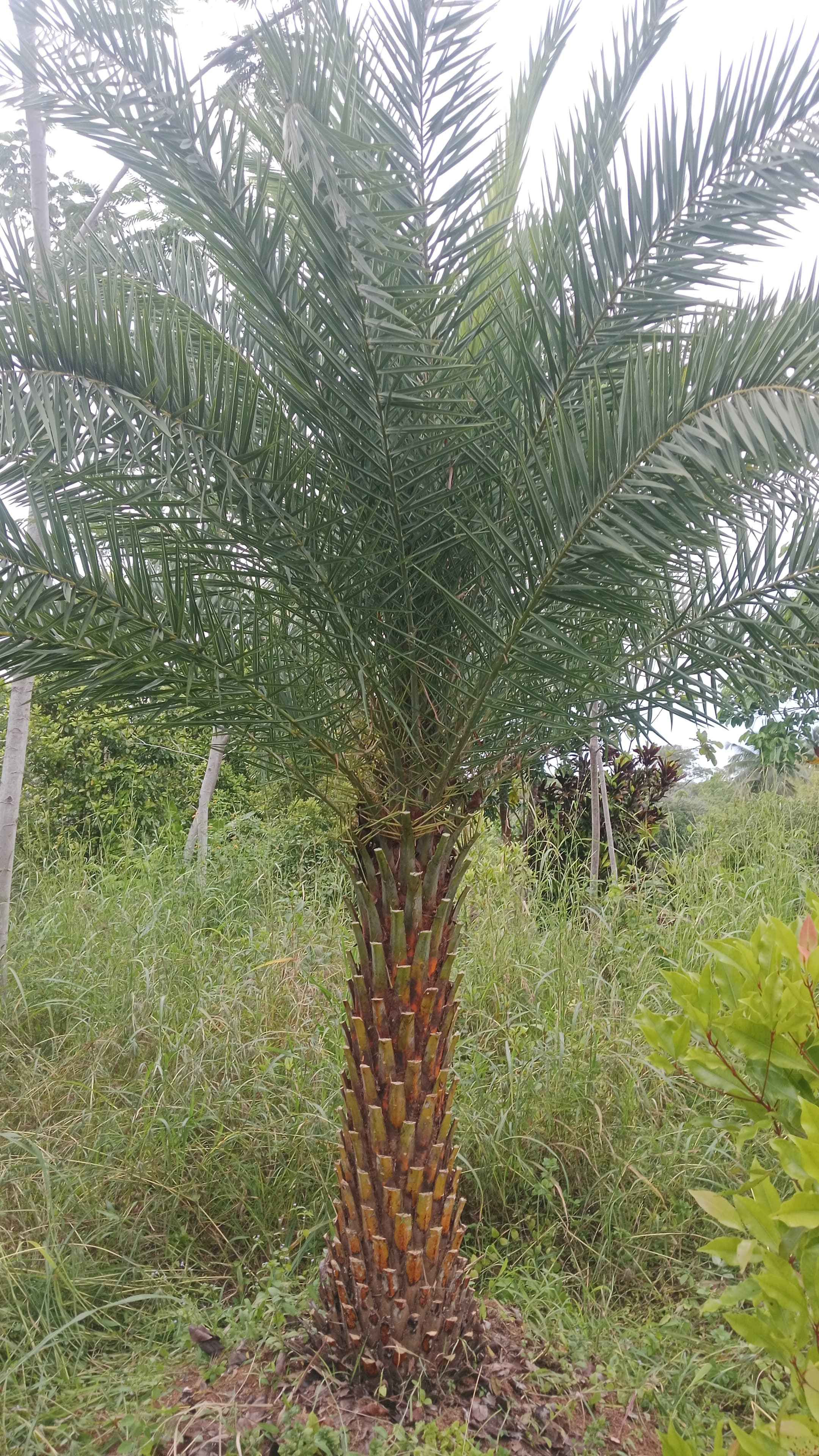 Pohon palem kenari 085940806961