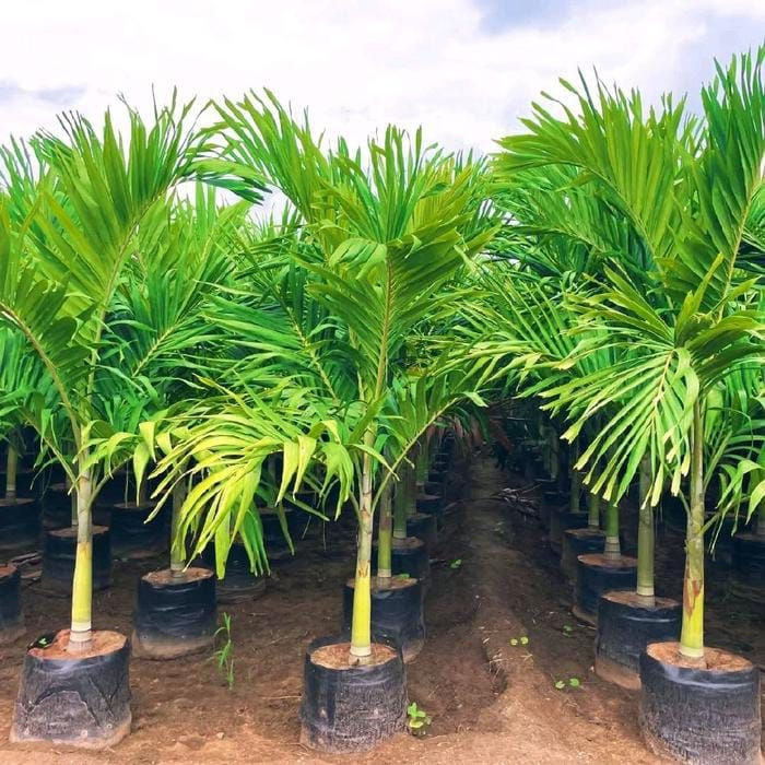 pohon palem putri 085940806961