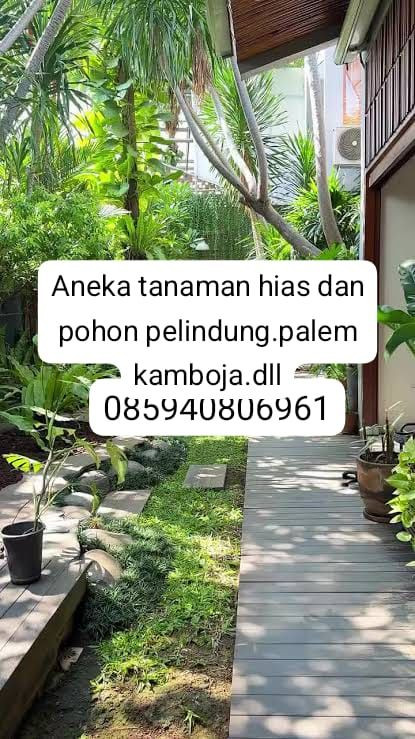 Pohon Ketapang Varigata 085940806961