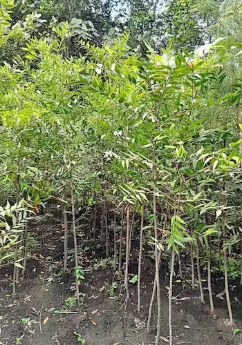 Pohon damar 085940806961