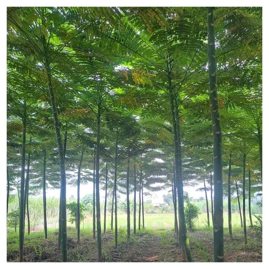 Pohon solobium 085940806961