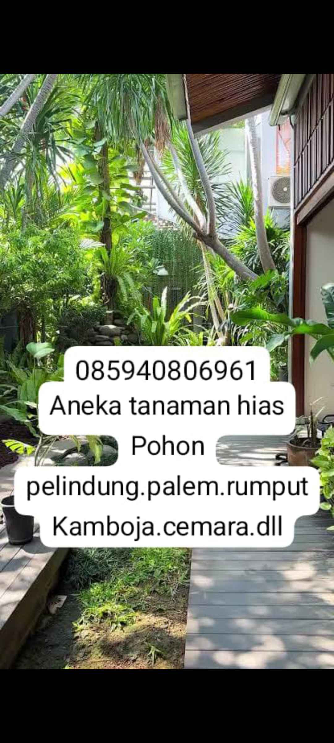 Jual pohon Bakung Air Mancur 085940806961