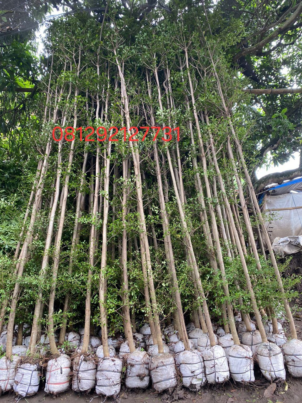 pohon ketapang kencana 085940806961