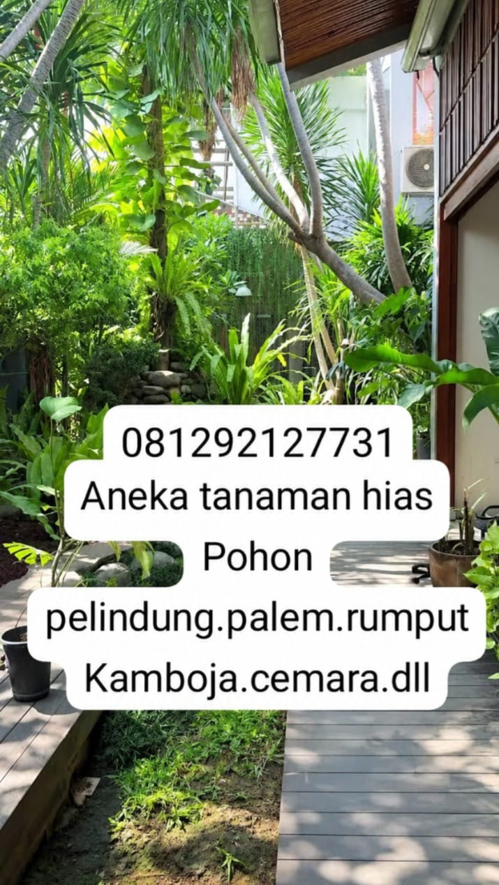 Rumput gajah mini 081292127731